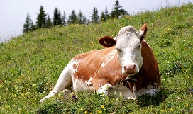 Slika lisasta pasma govedo vir Wikipedia