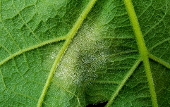 peronospora vinske trte