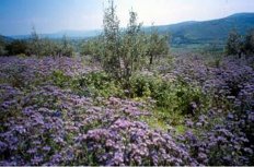 Facelija (Phacelia tanacetifolia Benth.).JPG