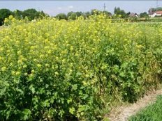 Krmna ogrščica (Brassica napus L.var. napus f. biennis).JPG