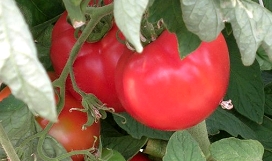 Slika Slika 1. Okusni rdeči plodovi paradižnika