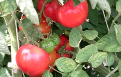 Slika 1. Okusni rdeči plodovi paradižnika