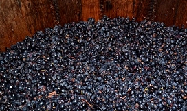 Slika analize grozdja 2