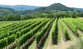 Slika Ekološko vinogradništvo in vinarstvo - 1 (002)