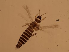 vr-franklinella-spp