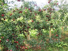 DSCF4964 (2).JPG