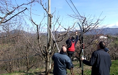 rez češenj; foto Erika Komel