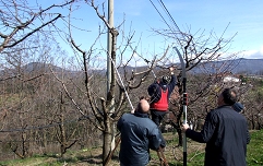 rez češenj; foto Erika Komel