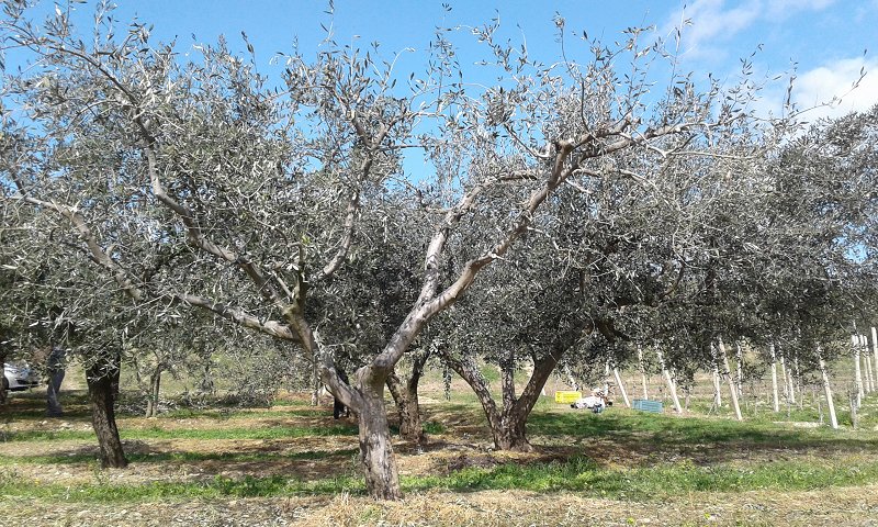 Močneje porezano manj prizadeto drevo Istrske belice, v ozadju so nepoškodovana drevesa Istrska belice.
