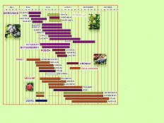 Koledar zorenja sadnih vrst