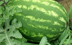 Slika 2 Plod lubenice