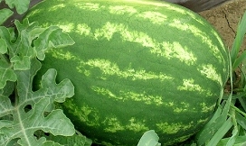Slika Slika 2 Plod lubenice