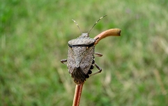Halyomorpha halys – marmorirana smrdljivka