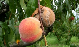 Slika vr-breskev-sadna-gniloba