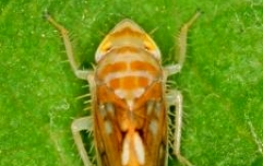Scaphoideus_051a