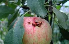 jabolčni zavijač-plod2 