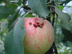 jabolčni zavijač-plod2 .jpg
