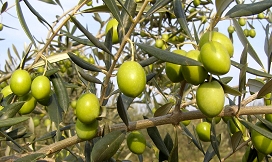 Slika dozorevanje oljk