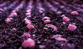Slika fermentacija_vina