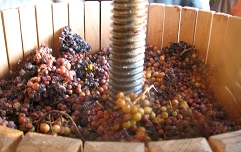 Slika trgatev, predelava grozdja, vino