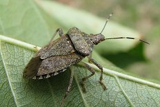 halyomorpha