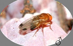 drosophila