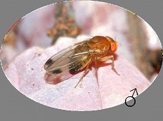 drosophila