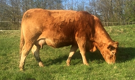 Slika Breja krava