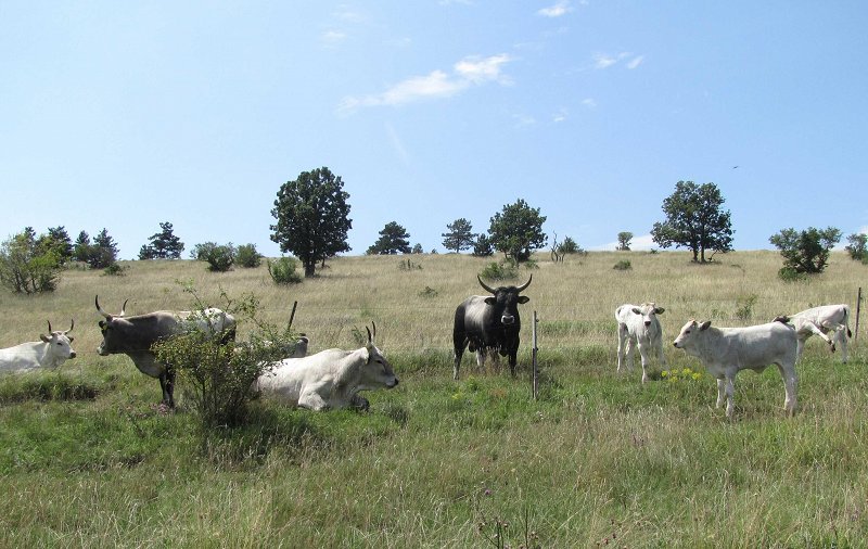 Čreda istrskega goveda na pašniku pod Slavnikom.jpg