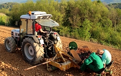 traktor sajenje sadik