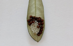 VR-oljka-marmorirana-smrdljivka-ličinke