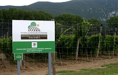 STS Vrhpolje bazni vinograd