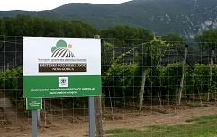 Slika STS Vrhpolje bazni vinograd