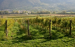 Slika STS Vrhpolje Pogled iz kolekcijskega vinograda