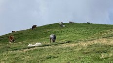 Ekskurzija Švica 2020_Pastirski psi med čredo krav dojilj