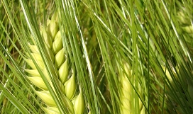 Slika jara žita