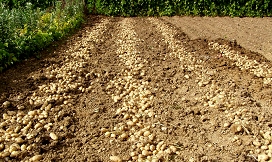 Slika Saditev krompirja