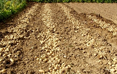 Saditev krompirja