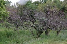 Figov rilčkar - odmrla drevesa