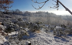 Pozeba 2021_Zasnežen oljčnik v zaletju slovenske Istre