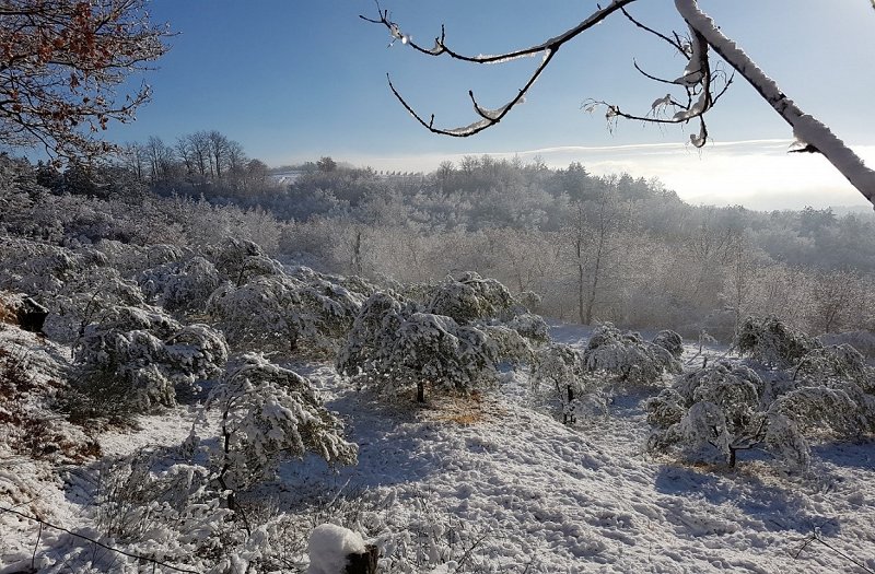 Pozeba 2021_Zasnežen oljčnik v zaletju slovenske Istre
