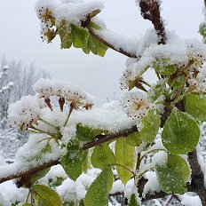 Pozeba2021_Viljamovka na Koprskem