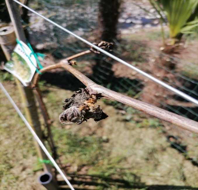 Pozeba 2021_Pozebel poganjek