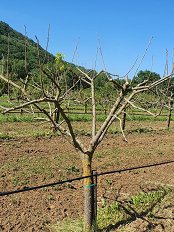 Pozeba 2021_Pozeblo drevo kakija