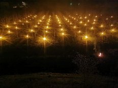 Pozeba 2021_Kurjenje sveč -kaki