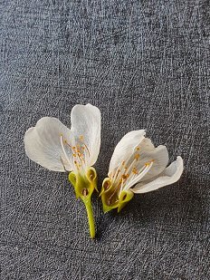 Pozeba 2021_Poškodovan cvet