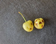 Pozeba 2021_Poškodovani plodovi