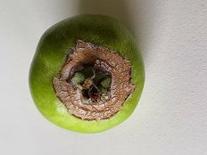 Pozeba 2021_Poškodbe na plodičih jabolk