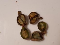 Pozeba 2021_Poškodbe na plodičih marelic