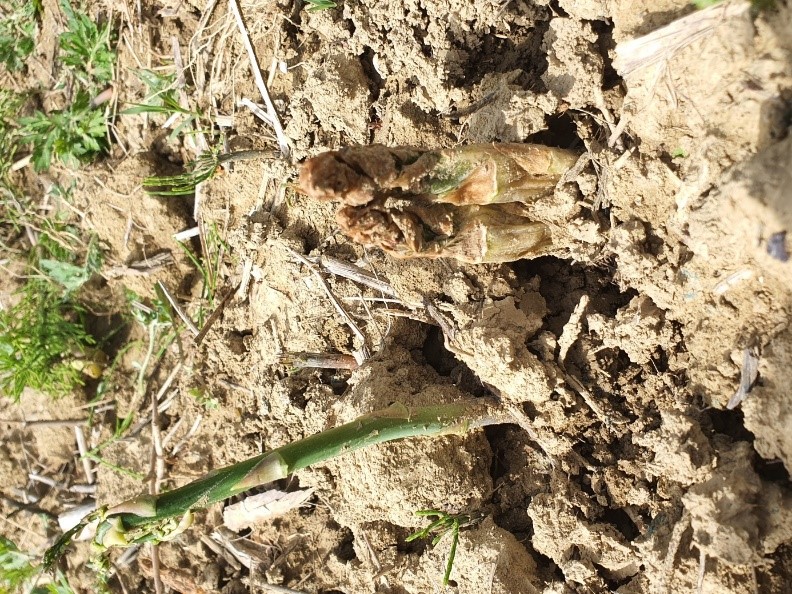 Pozeba 2021_Pomrznjeni poganjki zelenih špargljev